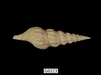 藏品(捲管螺)的圖片